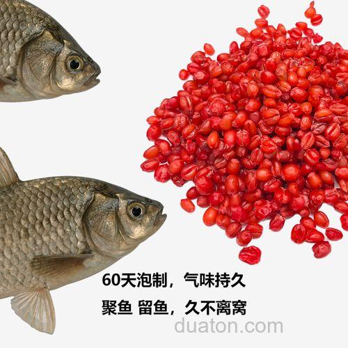 黑坑麦粒窝料?
