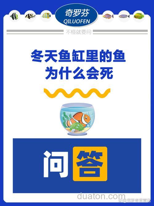 冬天的鱼为什么总是死?