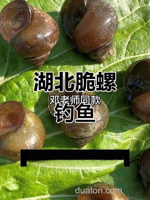 用螺蛳能钓鲤鱼吗?