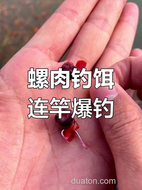 用螺狮肉怎样钓鲤鱼