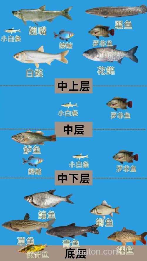 中午钓鱼钓什么水层?