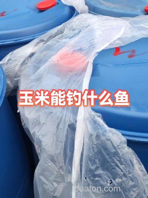 玉米粒能钓什么鱼?