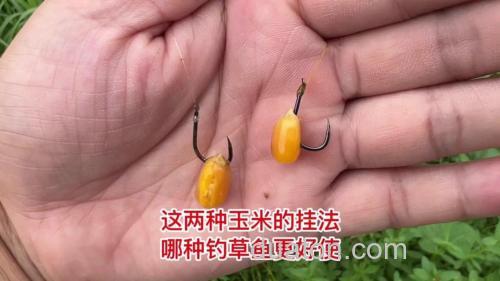 钓草鱼用玉米还是蚯蚓?