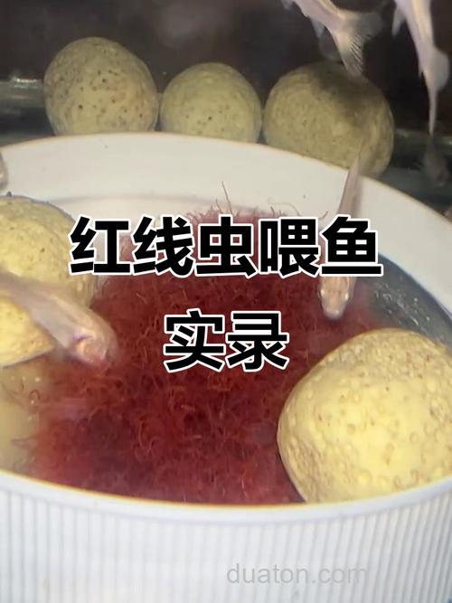 在哪弄到红虫给鱼吃?