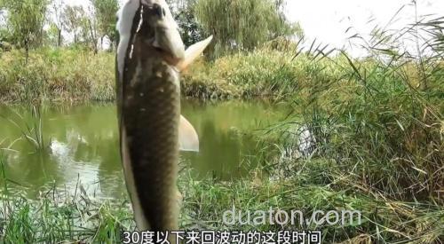 秋天钓鲫鱼是钓深水还是浅水?