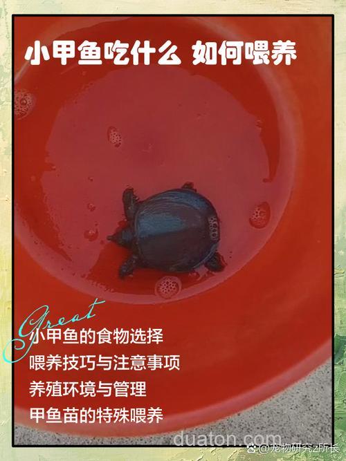 甲鱼食料加猪油可以喂甲鱼吗?