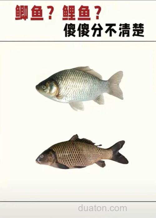 鲫鱼饵和鲤鱼饵的区别?