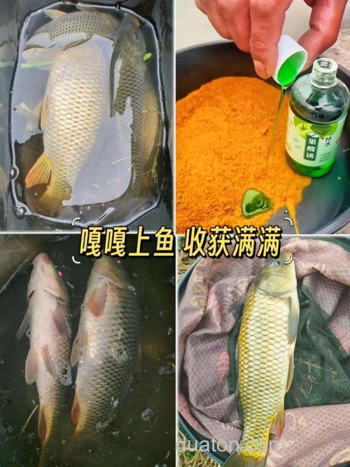 野钓鲫鱼用什么果酸?