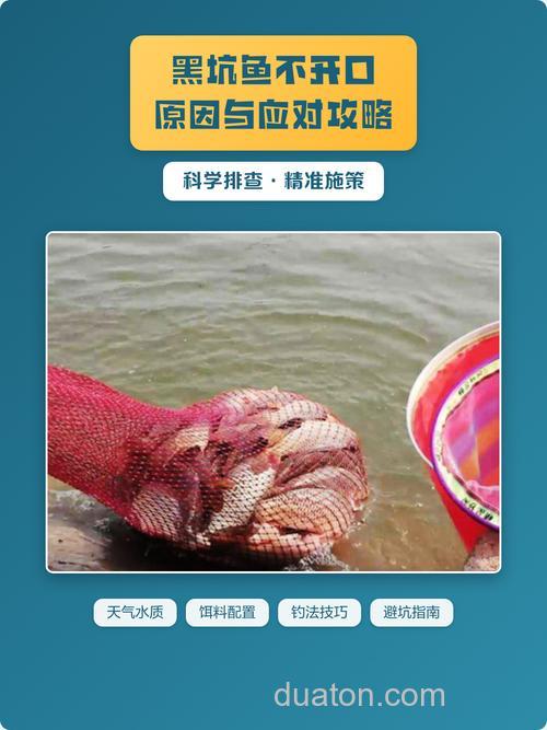 鱼儿不开口肯定是这几个原因?