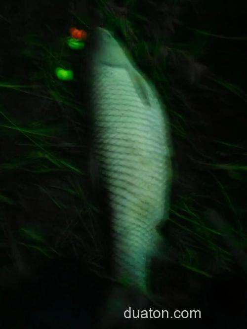 仲秋夜钓草鱼钓底还是钓浮?