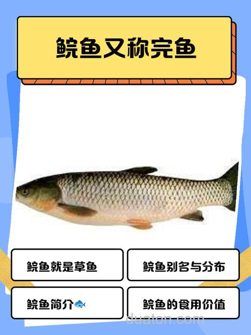 一款钓草鱼铒,可其中一个不知道是什么,哪位指点下谢谢