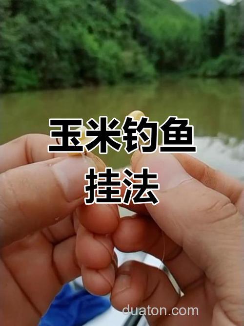 钓草鱼玉米怎么挂钩?