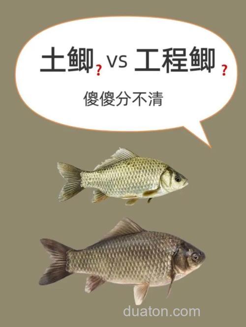 自然河流中的土鲫鱼雌雄比例是多少?怎么感觉我钓的鲫鱼都是母的呢?
