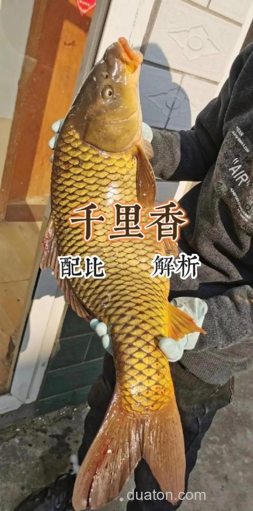 千里香对鲤鱼有效果吗?