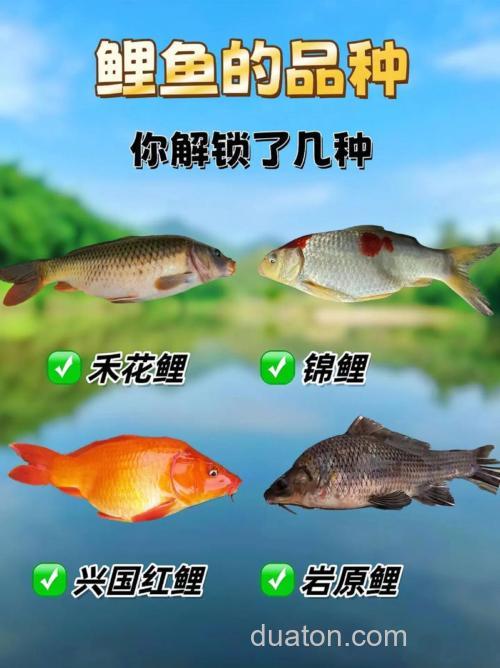野钓之王钓鲤鱼配比？