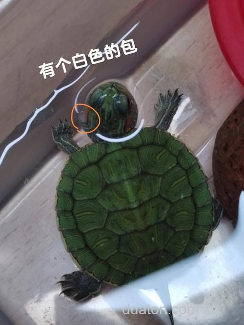 巴西龟生病了!