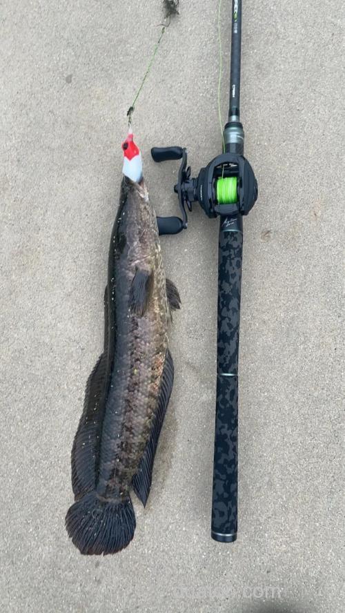 路亚黑鱼专用钓法——雷强钓法