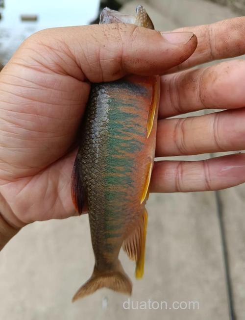 野钓马口钓半水还是钓底?