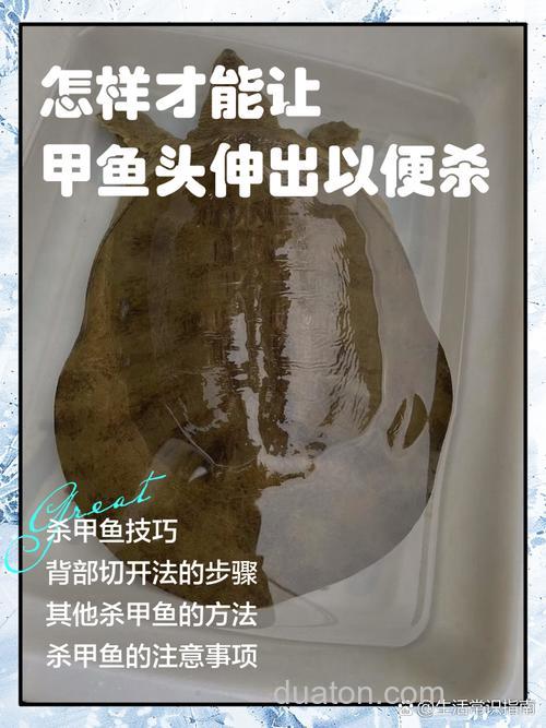 猪肉条怎么钓甲鱼?额额?