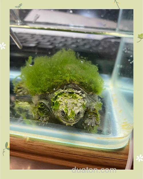 绿龟怎样长大