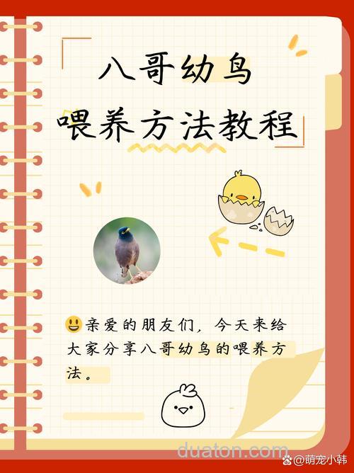 八哥怎麽养?