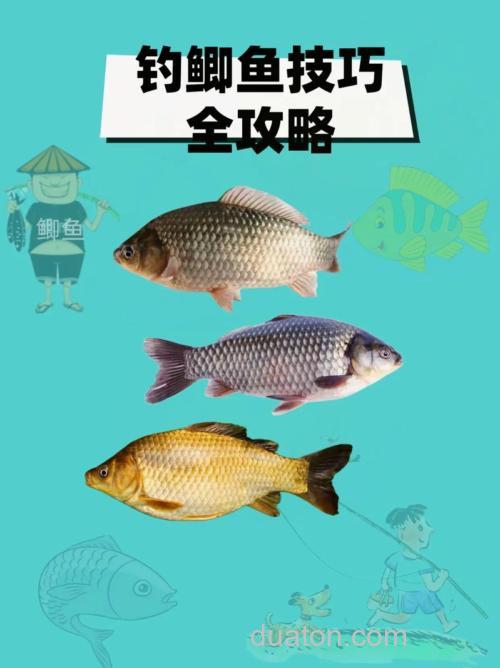 秋季钓鲫鱼的最佳方法和技巧