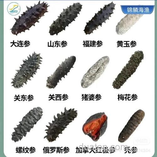 威海塔岛湾海参是野生的吗?