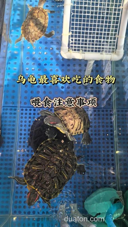 红耳龟喜欢吃什么?