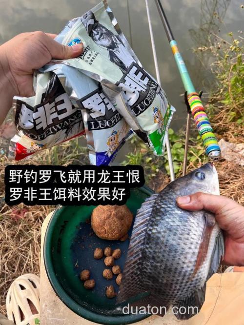 龙王恨罗非王藻味适合什么季节?