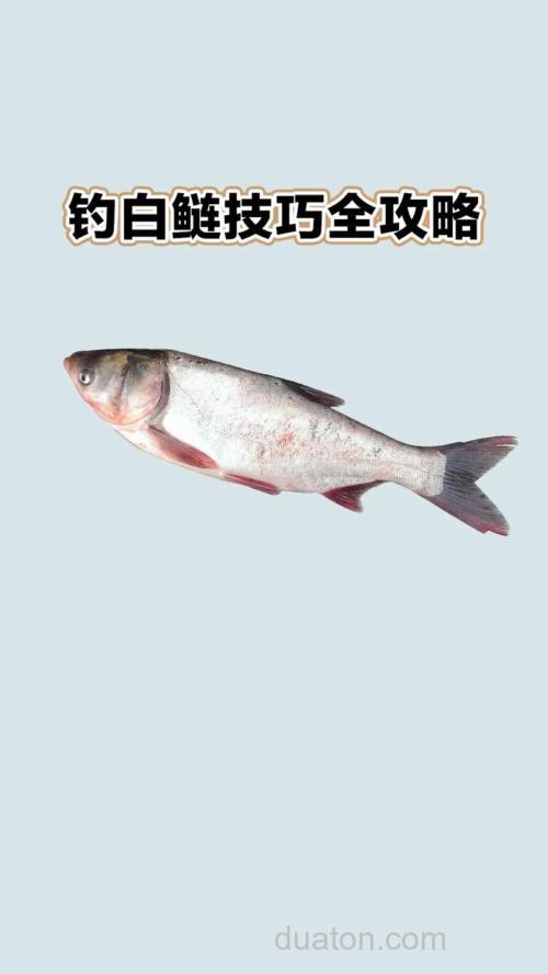 白鲢鱼怎么钓?