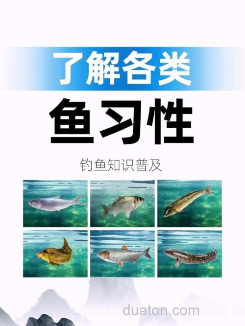 钓鲤鱼运用鲤鱼的习性特点外加这三个技巧