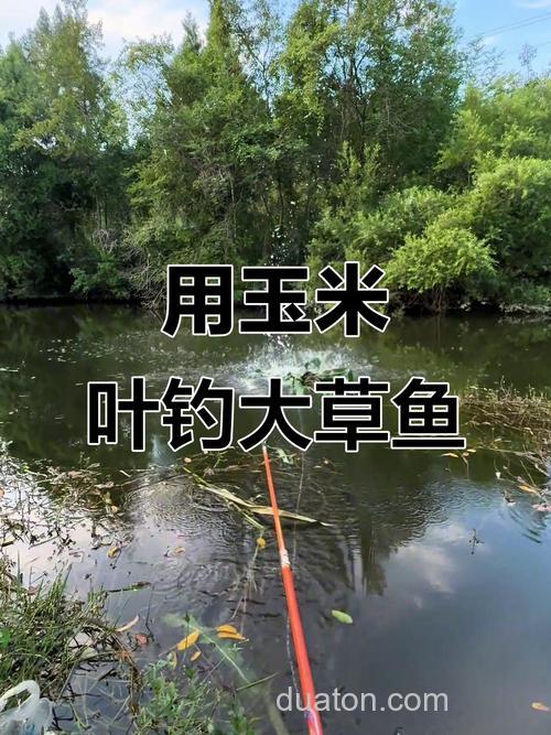 钓草鱼用玉米打窝,钓的时候用玉米钓好还是商品料好?