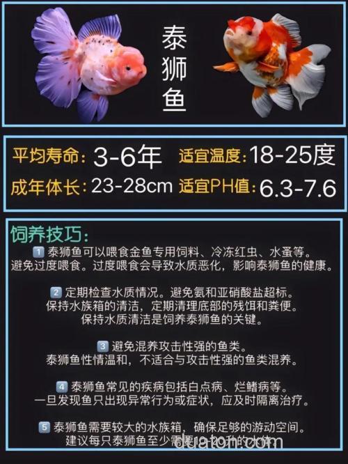 怎样养金鱼?