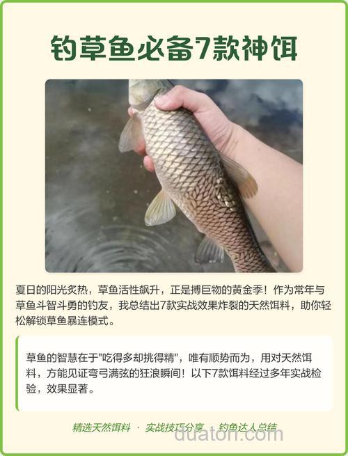 草鱼拿什么饵好钓