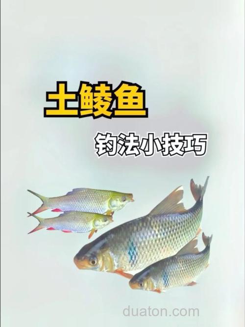 钓土鲮绝密配方有哪些？