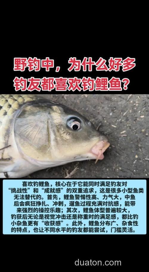 为什么这么多人喜欢钓鲤鱼?
