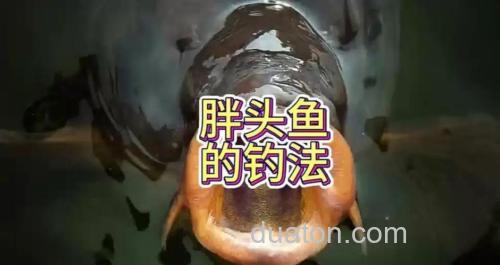 钓胖头鱼的最佳时间是什么时候?