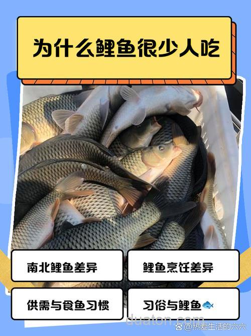 为什么鲤鱼不吃商品饵