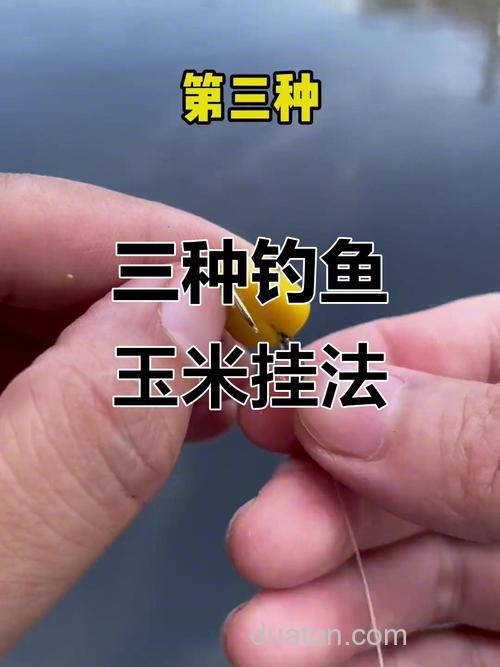 怎样钓鲤鱼上钩快？用这款超强诱鱼臭玉米