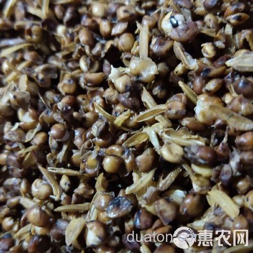 高粱酒糟打窝注意事项?