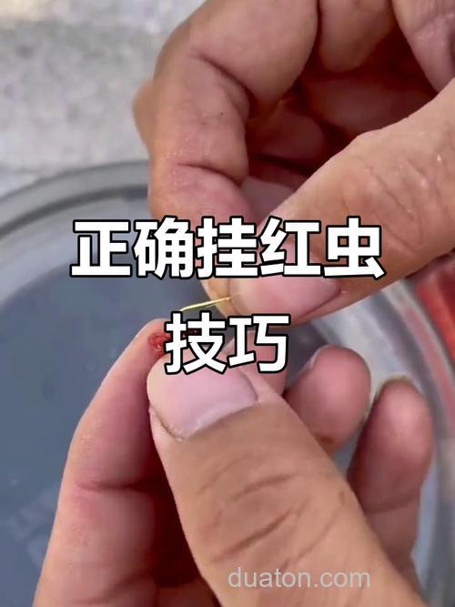 红虫钓鱼怎么挂钩?纯红虫拉饵法