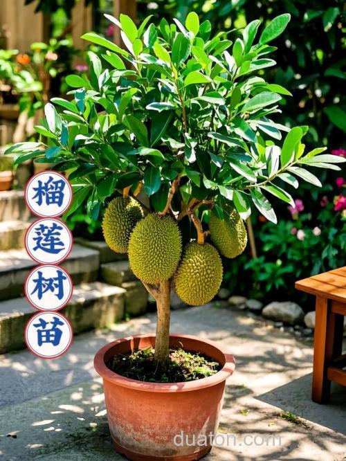 榴莲是哪的植物?