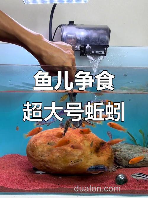 鱼吃蚯蚓吗？？？？？