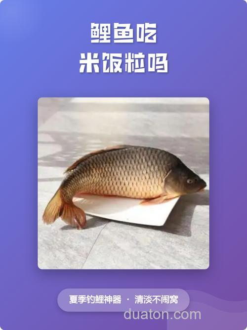 鲤鱼吃米吗?