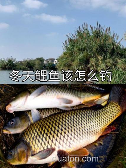 螺鲤2号和天元超诱搭配冬天钓鲤鱼怎么样?
