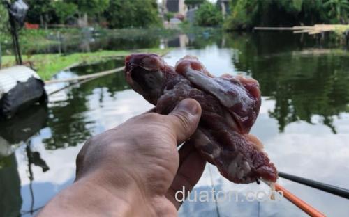 猪肉能钓哪些鱼?