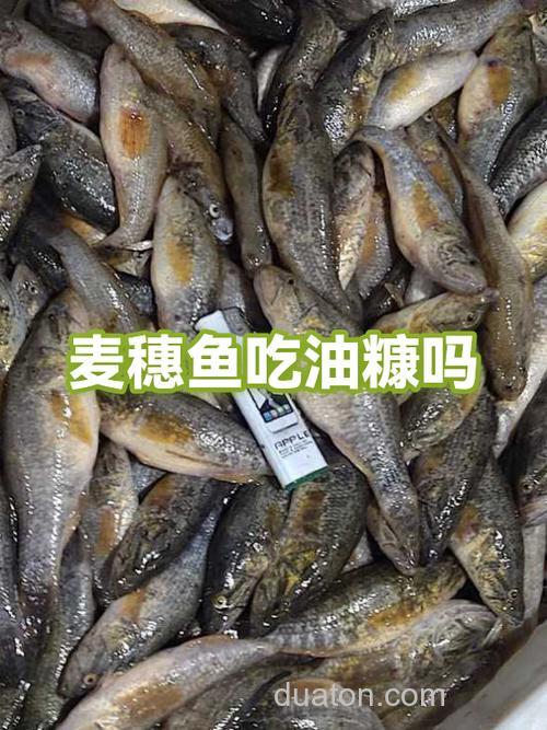什么鱼喜欢吃油糠?