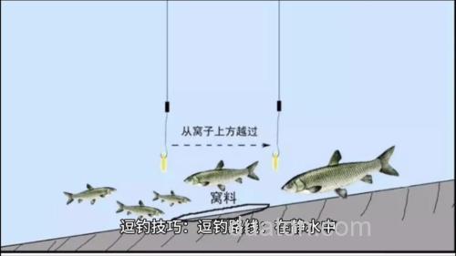 谷麦钓法逗钓教学