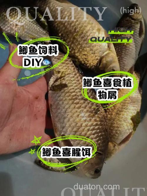 鲫鱼吃什么鱼饵?