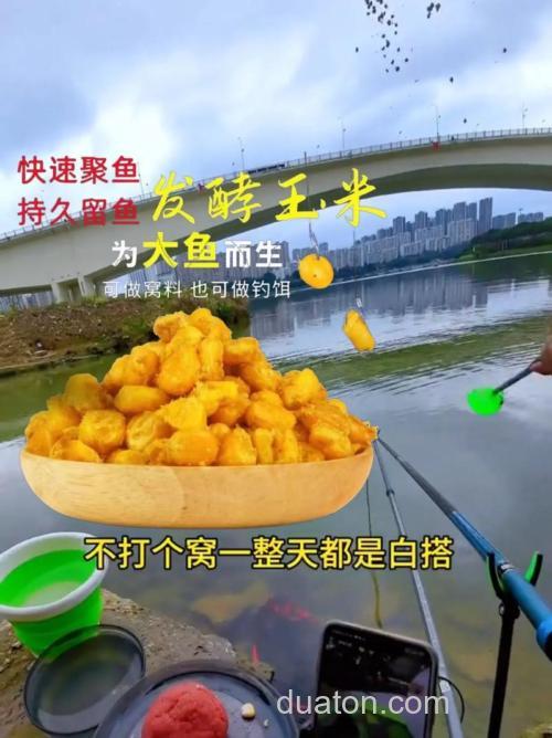 野钓鲤鱼用酒泡小麦打窝用老坛玉米钓可以吗?
